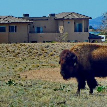 Bison in the eastern outskirts of Albuquerque